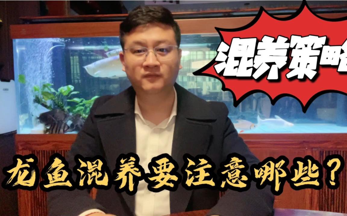 龍魚混養需要特別注意什么？