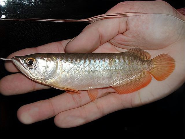 怎樣挑選龍魚幼苗圖解