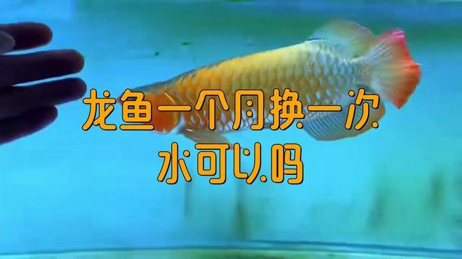 火龍魚多久換一次水？