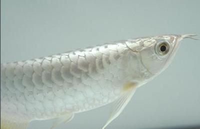 白金龍魚(yú)吃什么長(zhǎng)得快一點(diǎn)：白金龍魚(yú)吃什么長(zhǎng)得快