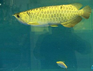 龍魚水質：關于龍魚水質的具體要求 龍魚水質：關于龍魚水質的具體要求 龍魚百科 第2張