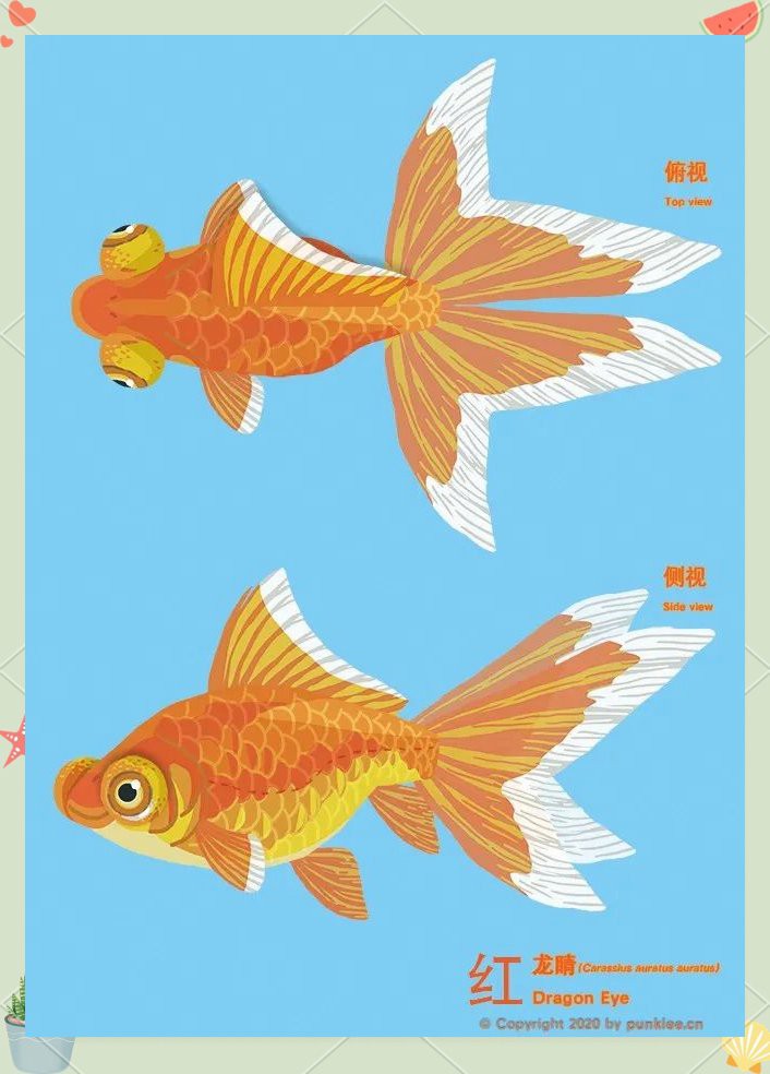 如何區(qū)分龍睛和蝶尾金魚？