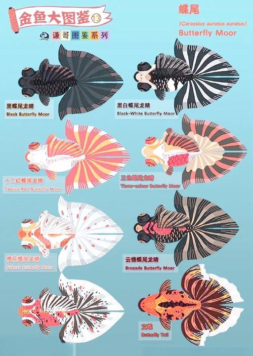 如何區分龍睛和蝶尾金魚？