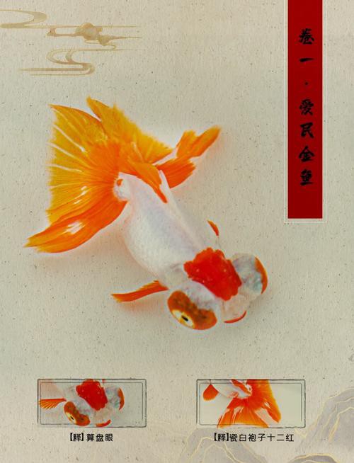 如何區(qū)分龍睛和蝶尾金魚？