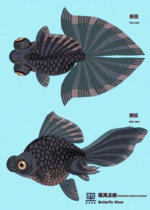 如何區(qū)分龍睛和蝶尾金魚？