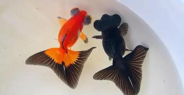 如何區分龍睛和蝶尾金魚？