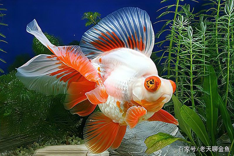如何區(qū)分龍睛和蝶尾金魚？