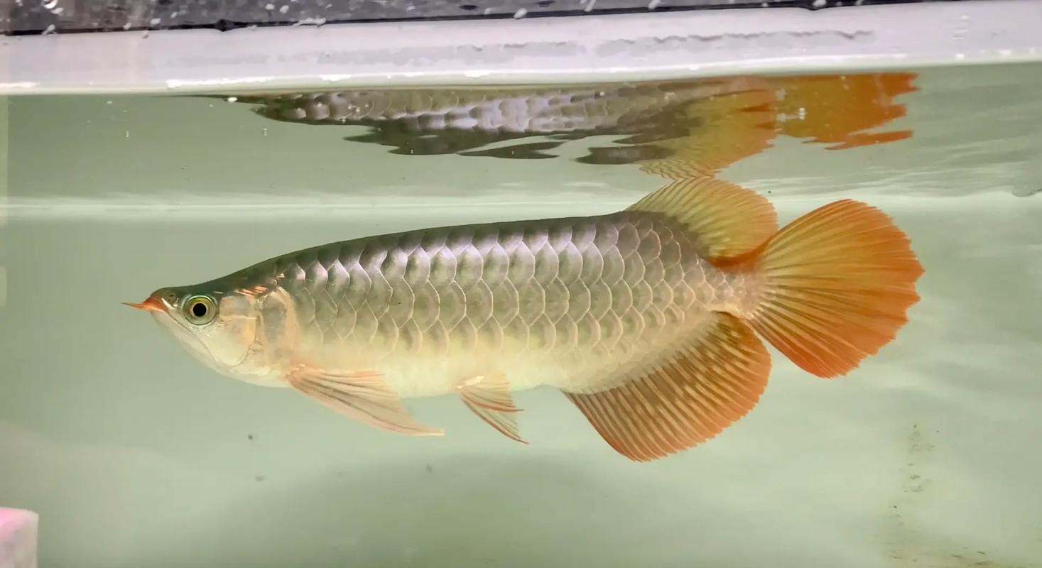紅龍魚圖片大全大圖霸氣頭像男