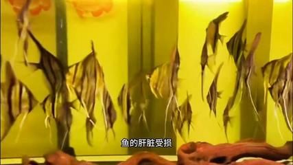 龍魚使用甲硝唑的安全性和有效性（甲硝唑可以用于治療龍魚的多種疾病，使用時需要謹慎） 龍魚使用甲硝唑的安全性和有效性（甲硝唑可以用于治療龍魚的多種疾病，使用時需要謹慎） 龍魚百科 第1張