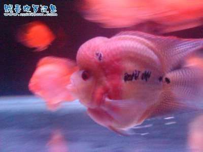 龍魚互相打架怎么處理：如何處理龍魚爭斗的問題