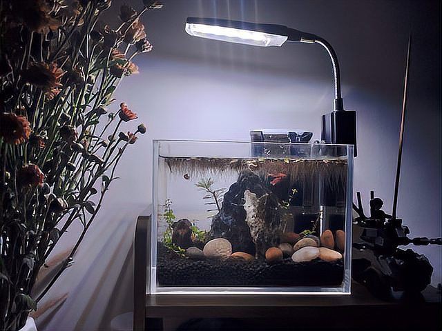 金龍魚燈光需要24小時開嗎? 龍魚百科 第8張 金龍魚燈光需要24小時開嗎? 金龍魚燈光需要24小時開嗎? 龍魚百科 第8張