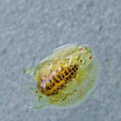 魚虱的繁殖過程是怎樣的? 龍魚百科 第1張 魚虱的繁殖過程是怎樣的? 魚虱的繁殖過程是怎樣的? 龍魚百科 第1張