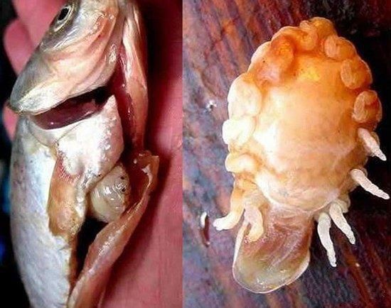 魚虱的繁殖過程是怎樣的? 龍魚百科 第3張 魚虱的繁殖過程是怎樣的? 魚虱的繁殖過程是怎樣的? 龍魚百科 第3張