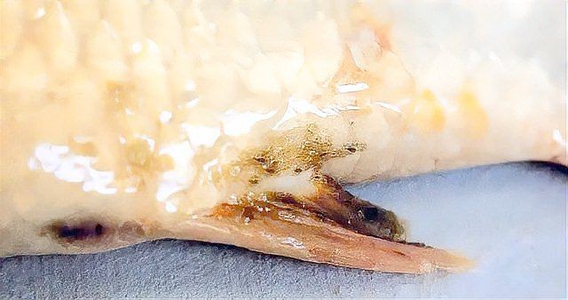 魚虱的繁殖過程是怎樣的? 龍魚百科 第5張 魚虱的繁殖過程是怎樣的? 魚虱的繁殖過程是怎樣的? 龍魚百科 第5張