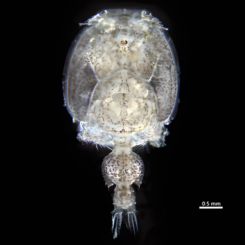 魚虱的繁殖過程是怎樣的? 龍魚百科 第2張 魚虱的繁殖過程是怎樣的? 魚虱的繁殖過程是怎樣的? 龍魚百科 第2張