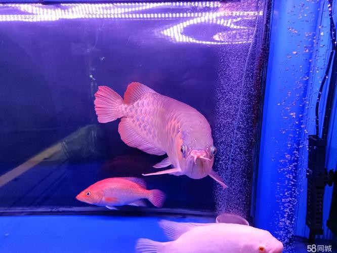 小紅龍魚一般多少錢一條圖片