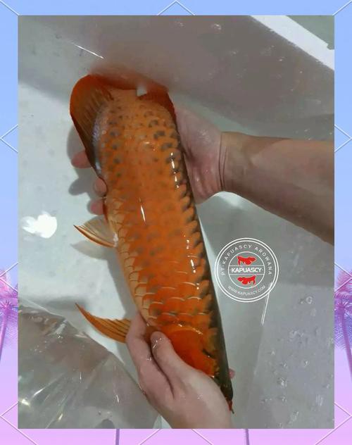 小紅龍魚一般多少錢一條圖片