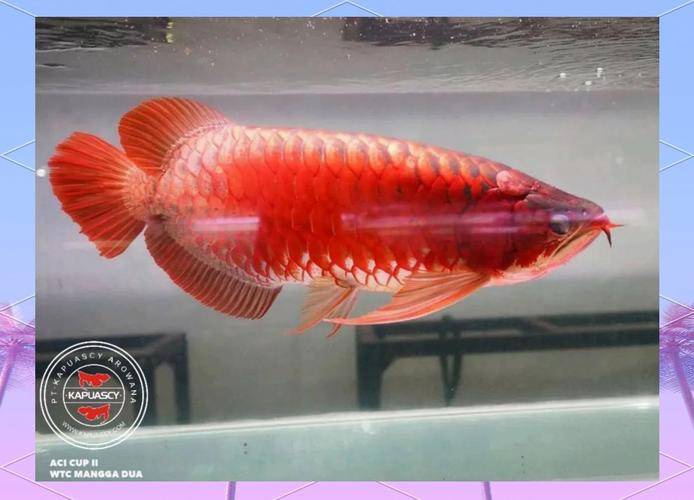 小紅龍魚一般多少錢一條圖片