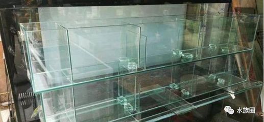 龍魚缸適合養什么魚最好看：龍魚混養的最佳水族箱布局