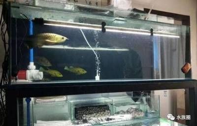 龍魚缸適合養什么魚最好看：龍魚混養的最佳水族箱布局