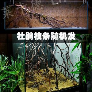 龍魚缸放沉木有什么用：魚缸里放沉木對魚有什么好處和壞處和壞處和壞處