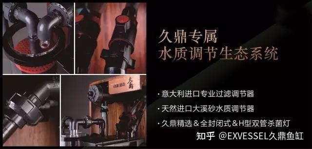 久鼎魚缸最建議買的三個地方