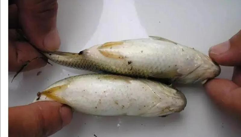 紅金龍魚腸炎期間需要停食嗎？