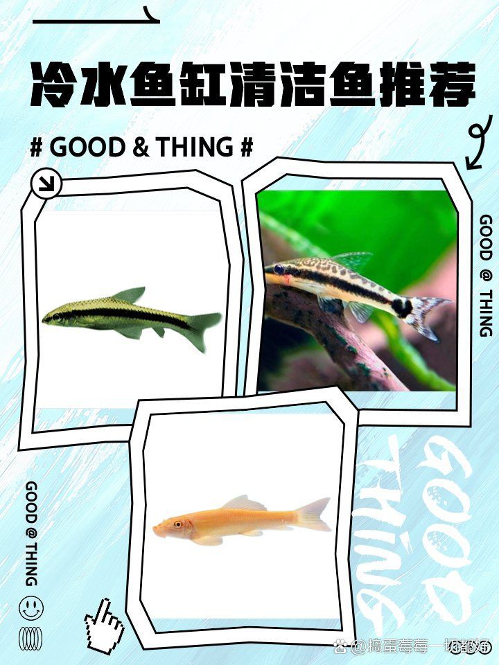 哪些清潔魚不吸魚也不啃魚 哪些清潔魚不吸魚也不啃魚 龍魚百科 第3張