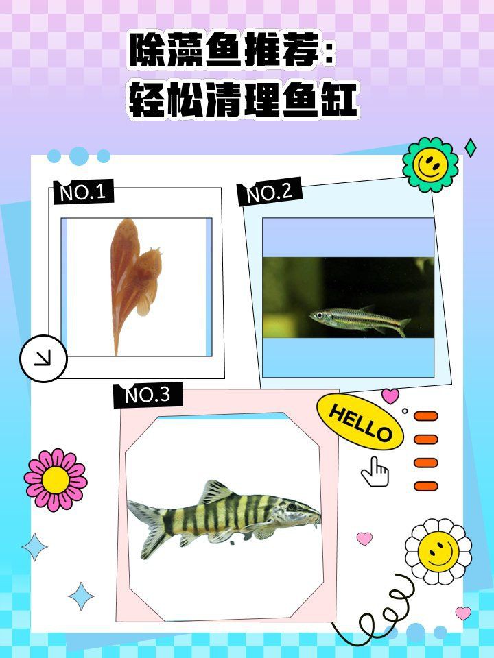 哪些清潔魚不吸魚也不啃魚 哪些清潔魚不吸魚也不啃魚 龍魚百科 第7張