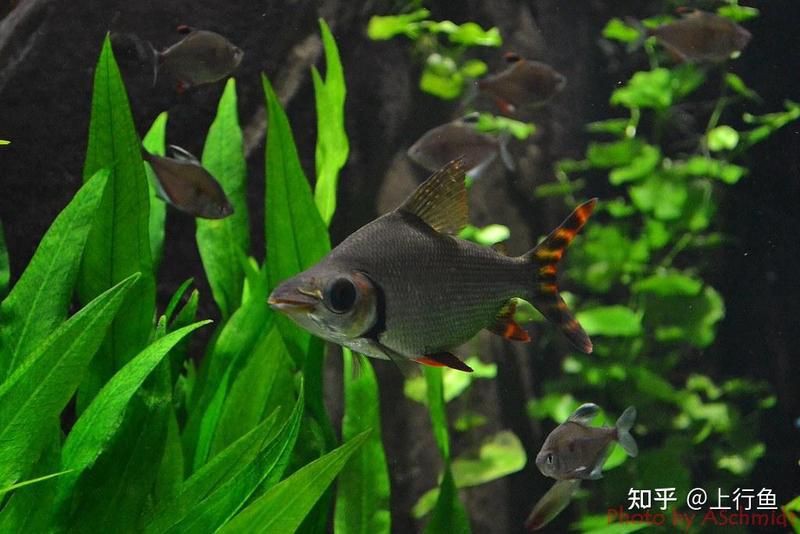 哪些清潔魚不吸魚也不啃魚 哪些清潔魚不吸魚也不啃魚 龍魚百科 第6張