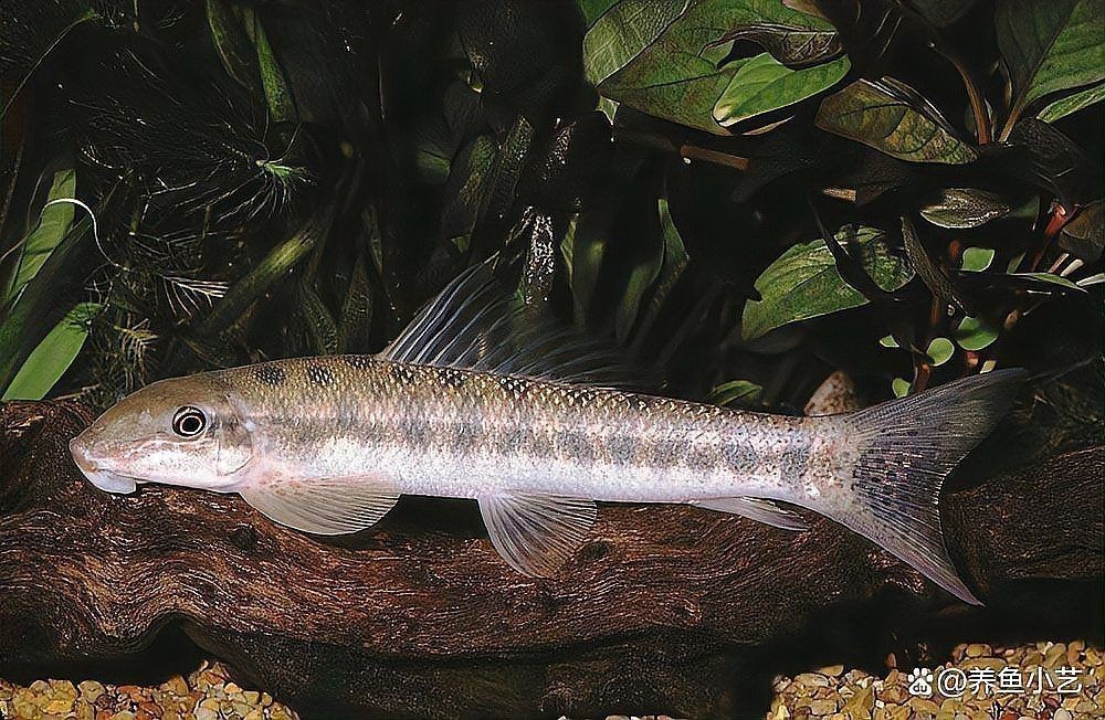 哪些清潔魚不吸魚也不啃魚 哪些清潔魚不吸魚也不啃魚 龍魚百科 第4張