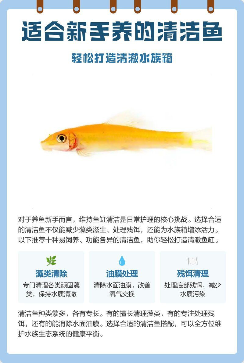 哪些清潔魚不吸魚也不啃魚 哪些清潔魚不吸魚也不啃魚 龍魚百科 第5張