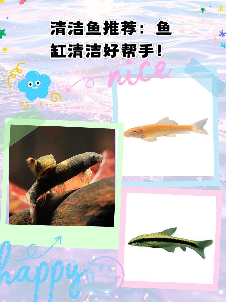 哪些清潔魚不吸魚也不啃魚 哪些清潔魚不吸魚也不啃魚 龍魚百科 第2張