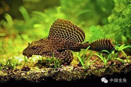 哪些清潔魚不吸魚也不啃魚 哪些清潔魚不吸魚也不啃魚 龍魚百科 第1張