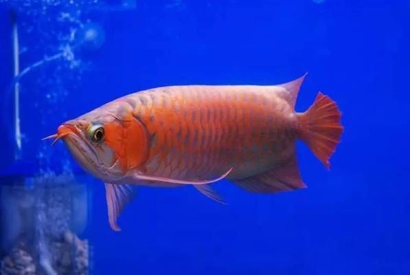 龍魚為什么會突然死了：如何預防龍魚突然死亡