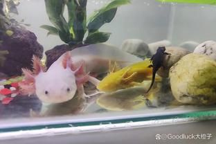 如何判斷小火龍蠑螈是否吃飽？