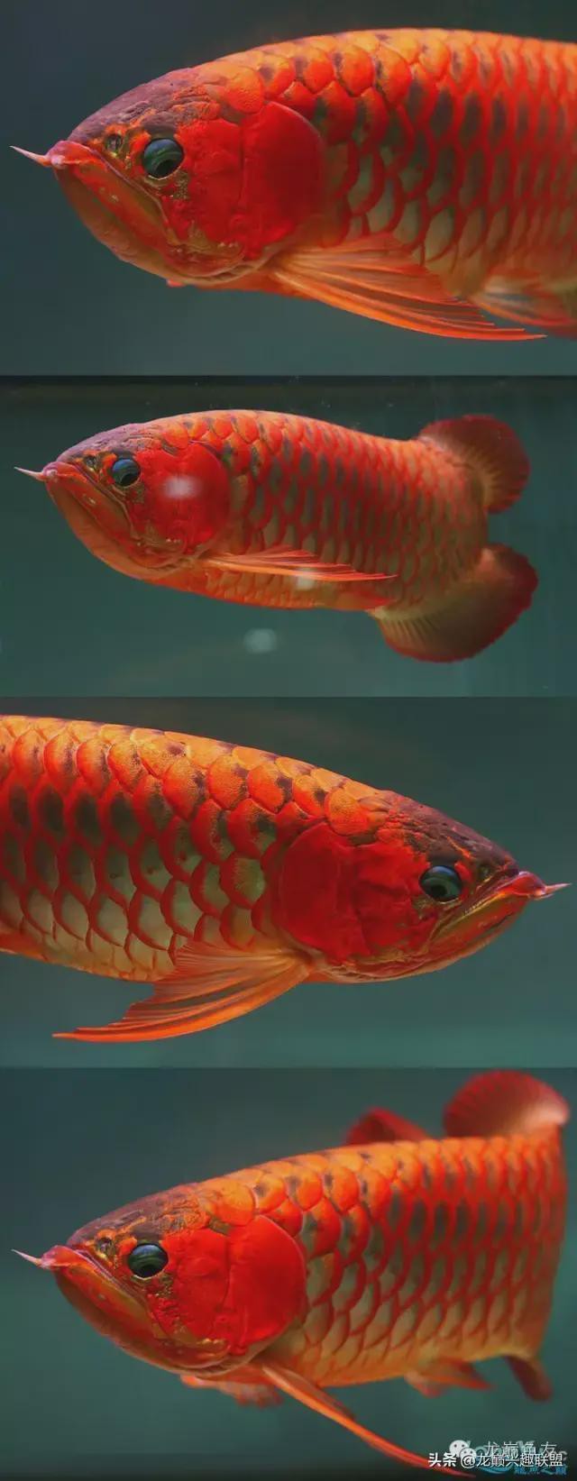 紅龍魚圖片高清壁紙可愛版大全 紅龍魚圖片高清壁紙可愛版大全 龍魚百科 第29張