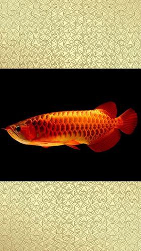紅龍魚圖片高清壁紙可愛版大全 紅龍魚圖片高清壁紙可愛版大全 龍魚百科 第8張