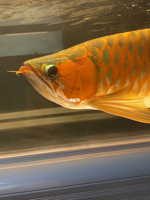 紅龍魚圖片高清壁紙可愛版大全 紅龍魚圖片高清壁紙可愛版大全 龍魚百科 第7張