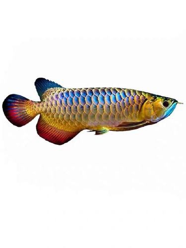 紅龍魚圖片高清壁紙可愛版大全 紅龍魚圖片高清壁紙可愛版大全 龍魚百科 第21張