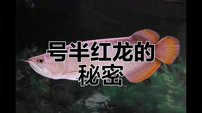 號半龍魚和紅龍魚有什么區別？