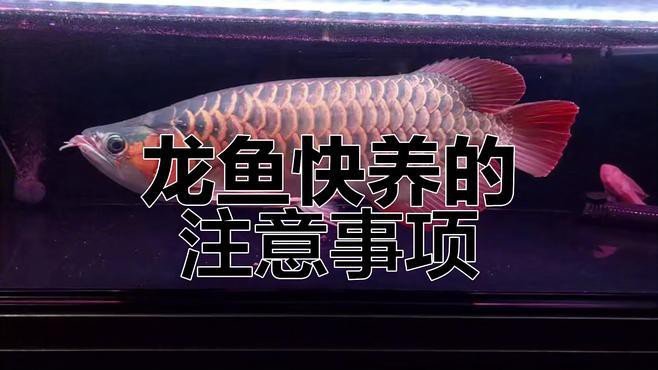 紅龍魚活體魚怎么養活的快
