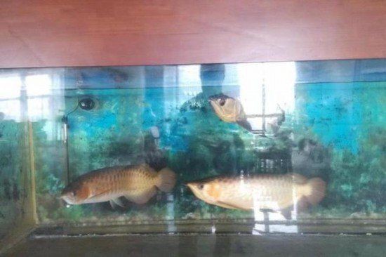 金龍魚(yú)拍賣(mài)2000萬(wàn)元最高價(jià)格