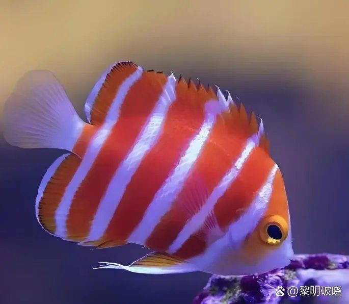 金龍魚(yú)拍賣(mài)2000萬(wàn)元最高價(jià)格