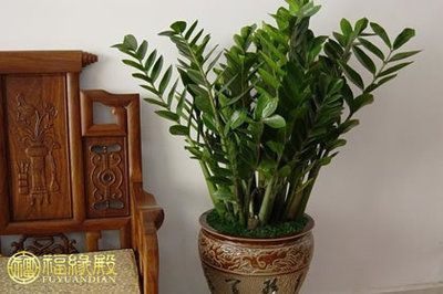 龍魚養幾條風水最好吉利呢：龍魚養幾條風水最好吉利