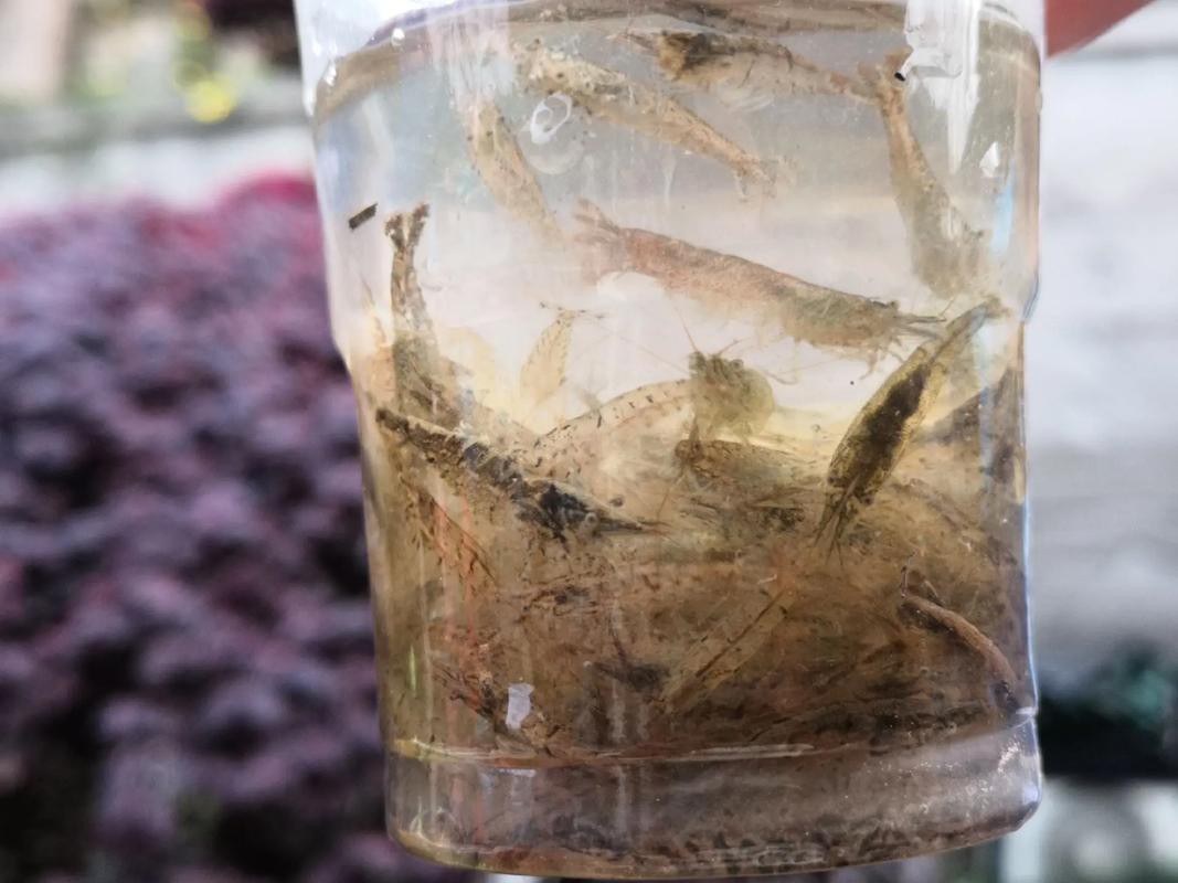 小金龍魚吃什么長得快？