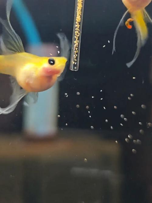 小金龍魚吃什么長得快？