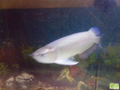 龍魚和戰(zhàn)船混養(yǎng)的可能性（龍魚和戰(zhàn)船魚可以一起養(yǎng)但需要注意以下幾點）