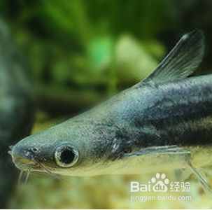 龍魚和虎鯊可以混養嘛：龍魚與虎鯊是否能混養一直存在爭議，有觀點認為只要管理得當