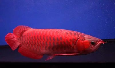 紅龍魚去哪里買比較好一點（買紅龍魚哪家水族店品質好？）